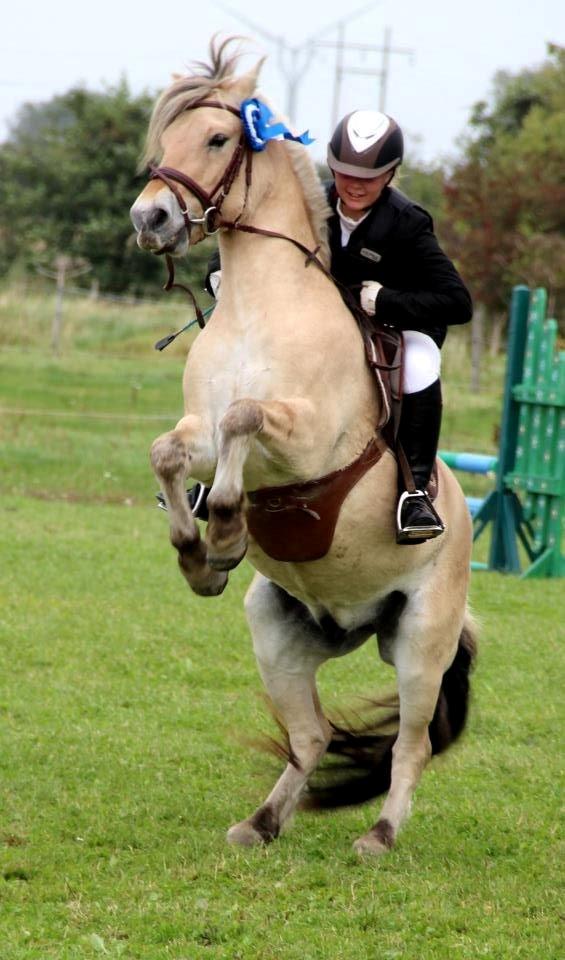 Fjordhest BG Gandalf (Fyns/klub mester!<3<3) :-* billede 50
