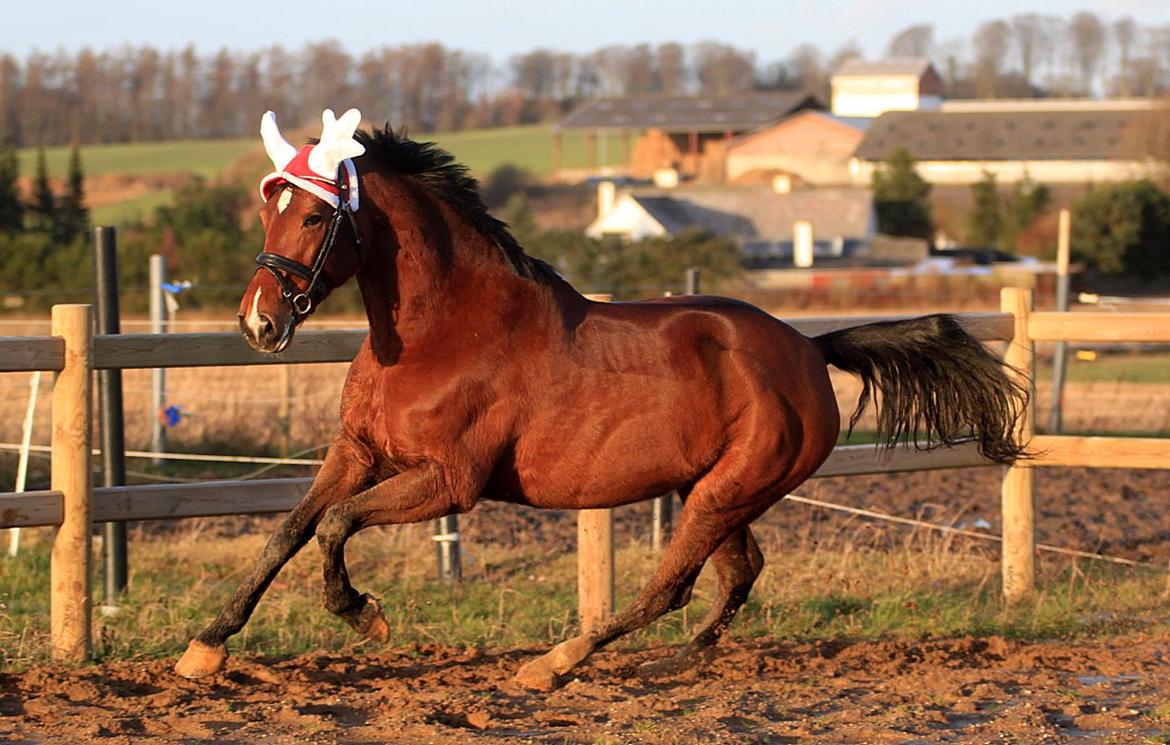 Hollandsk Varmblod Tilde *R.I.P prinsesse* - Min Juleprinsesse :)  billede 27