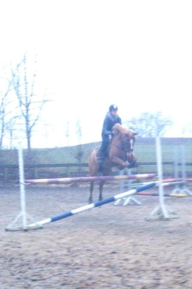 DSP Lintrupgaard Cavito billede 3