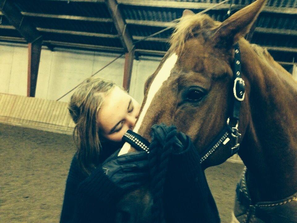 Tysk Varmblod Frohsinn (frø) billede 22