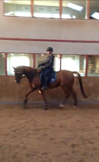 Tysk Varmblod Frohsinn (frø) billede 23