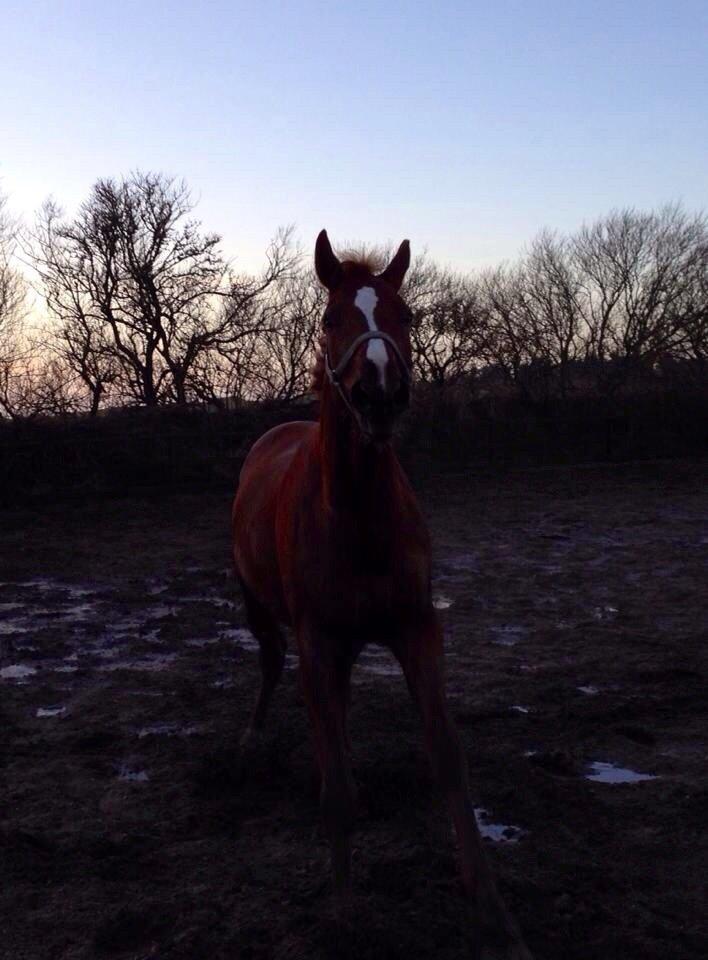 Tysk Varmblod Frohsinn (frø) billede 26