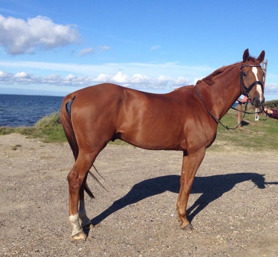 Tysk Varmblod Frohsinn (frø) billede 29