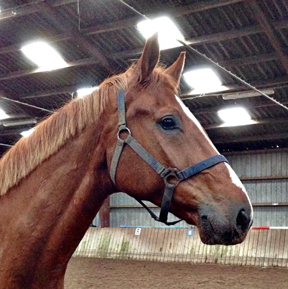 Tysk Varmblod Frohsinn (frø) billede 31