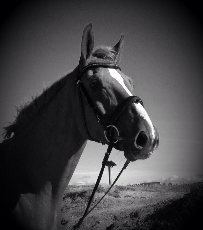 Tysk Varmblod Frohsinn (frø) billede 32