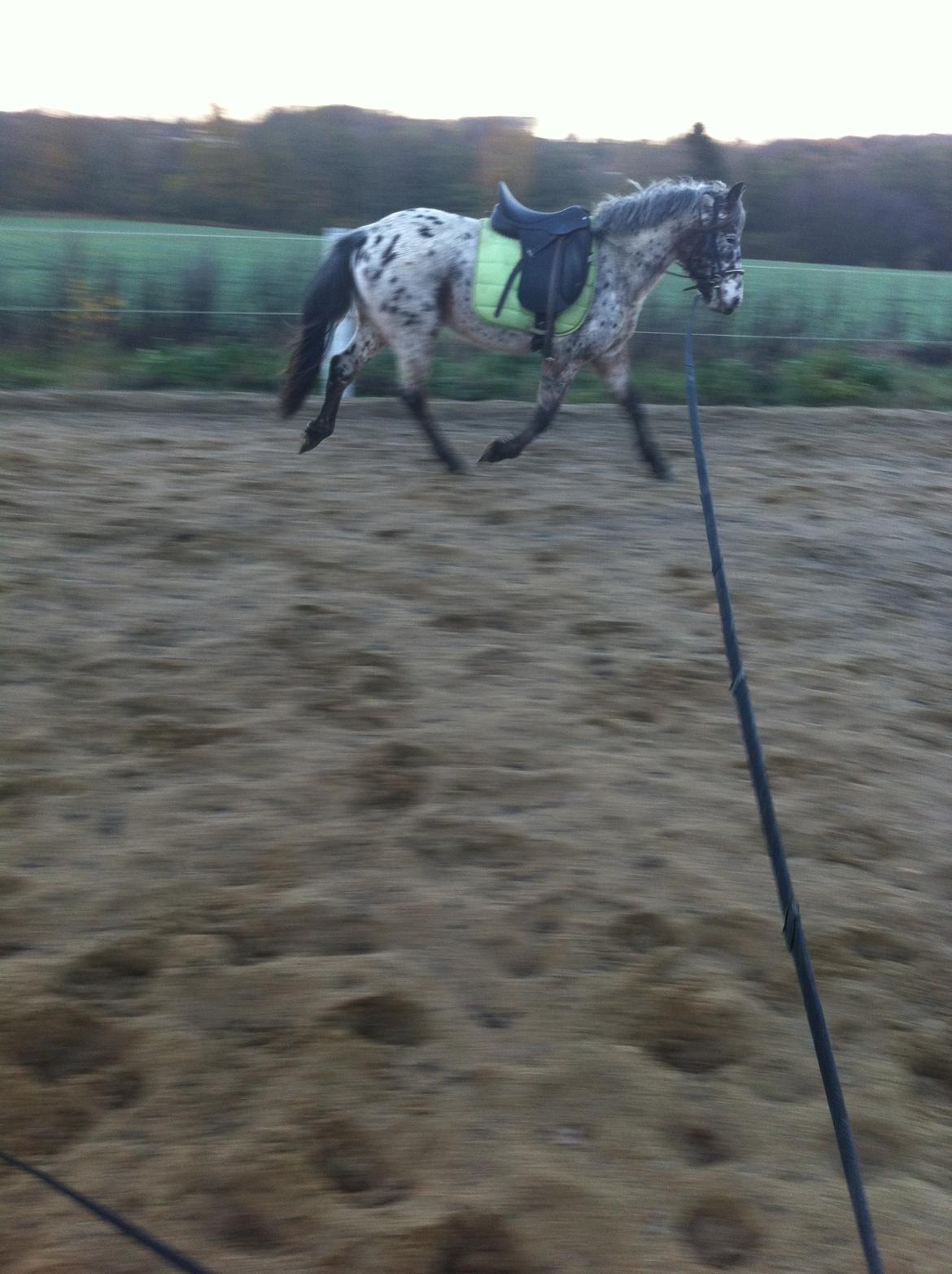 Knabstrupper paolo billede 18