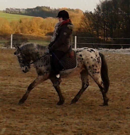 Knabstrupper paolo billede 19