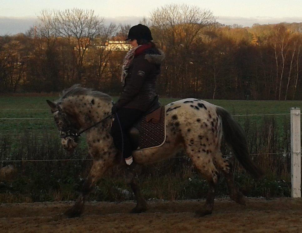 Knabstrupper paolo billede 20