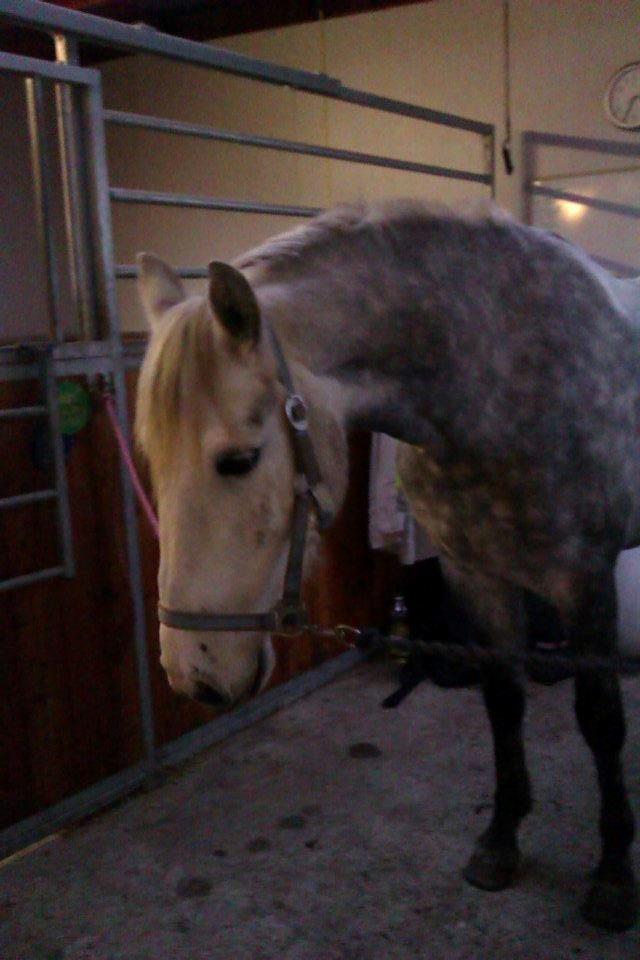 Connemara Blue Rossi (tid. part) billede 6