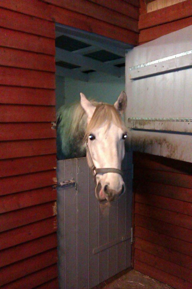 Connemara Blue Rossi (tid. part) billede 11