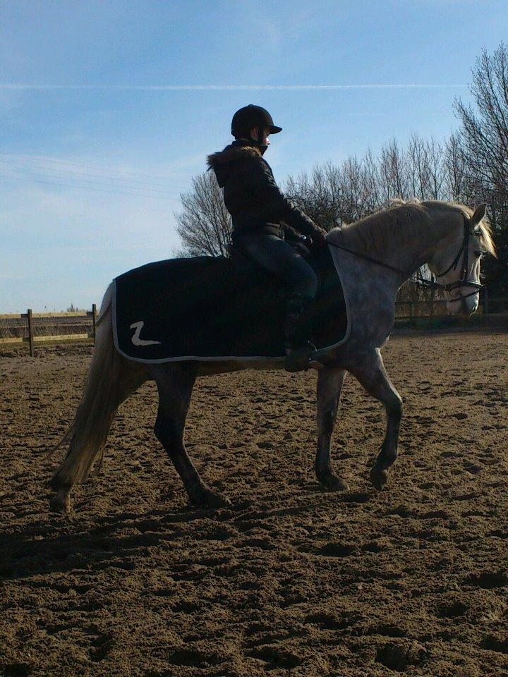 Connemara Blue Rossi (tid. part) billede 13