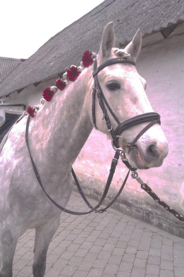 Connemara Blue Rossi (tid. part) billede 14