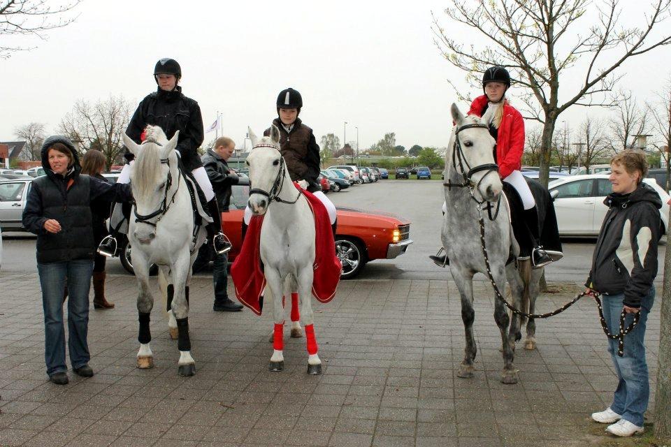 Connemara Blue Rossi (tid. part) billede 15