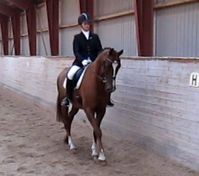 Dansk Varmblod Handsome Joe - Stævne Åstrup september 2013 - LB3 (63,4%) billede 5