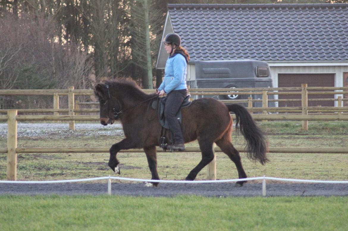 Islænder Eydis fra Valhalla billede 11