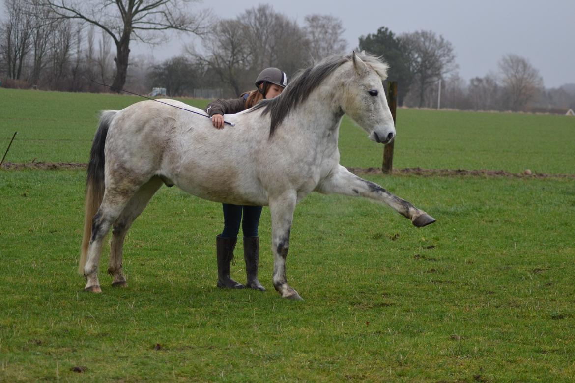 Anden særlig race Pasqual -My Unicorn- - Min bedste ven og jeg til fotoshoot på marken. billede 3