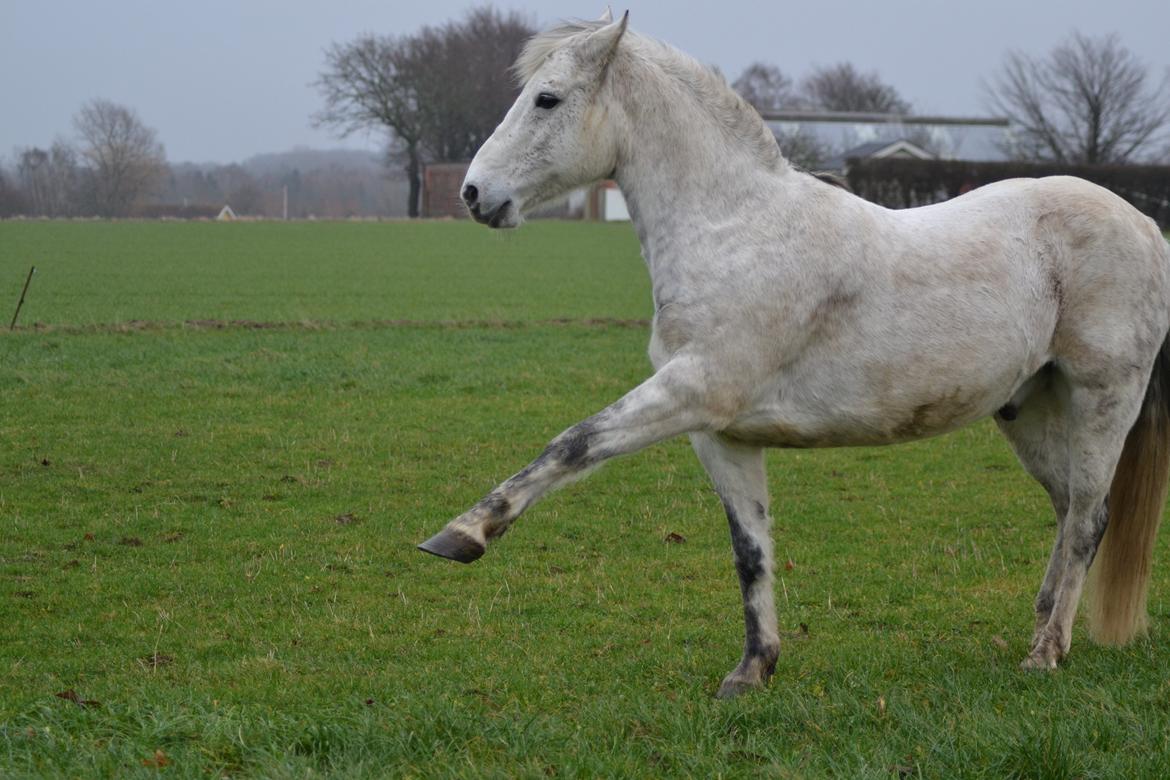 Anden særlig race Pasqual -My Unicorn- billede 9