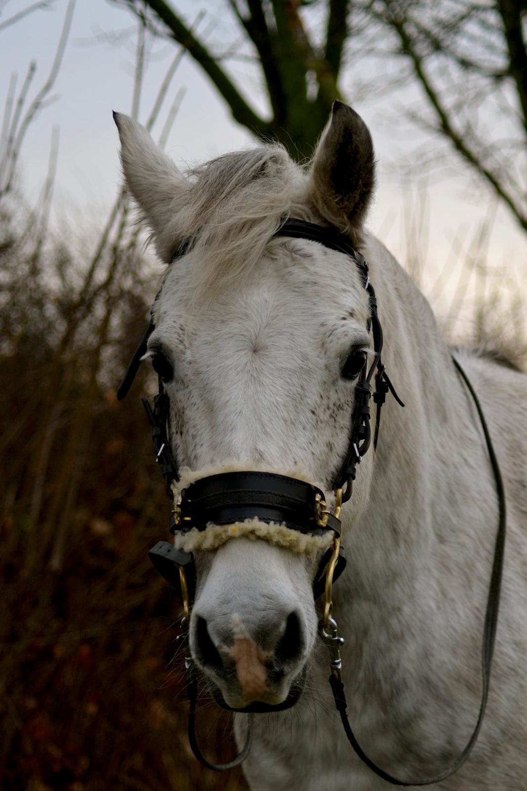 Anden særlig race Pasqual -My Unicorn- billede 10