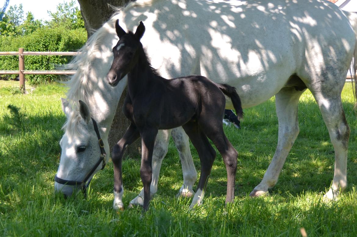 Frederiksborg BRAVA billede 1