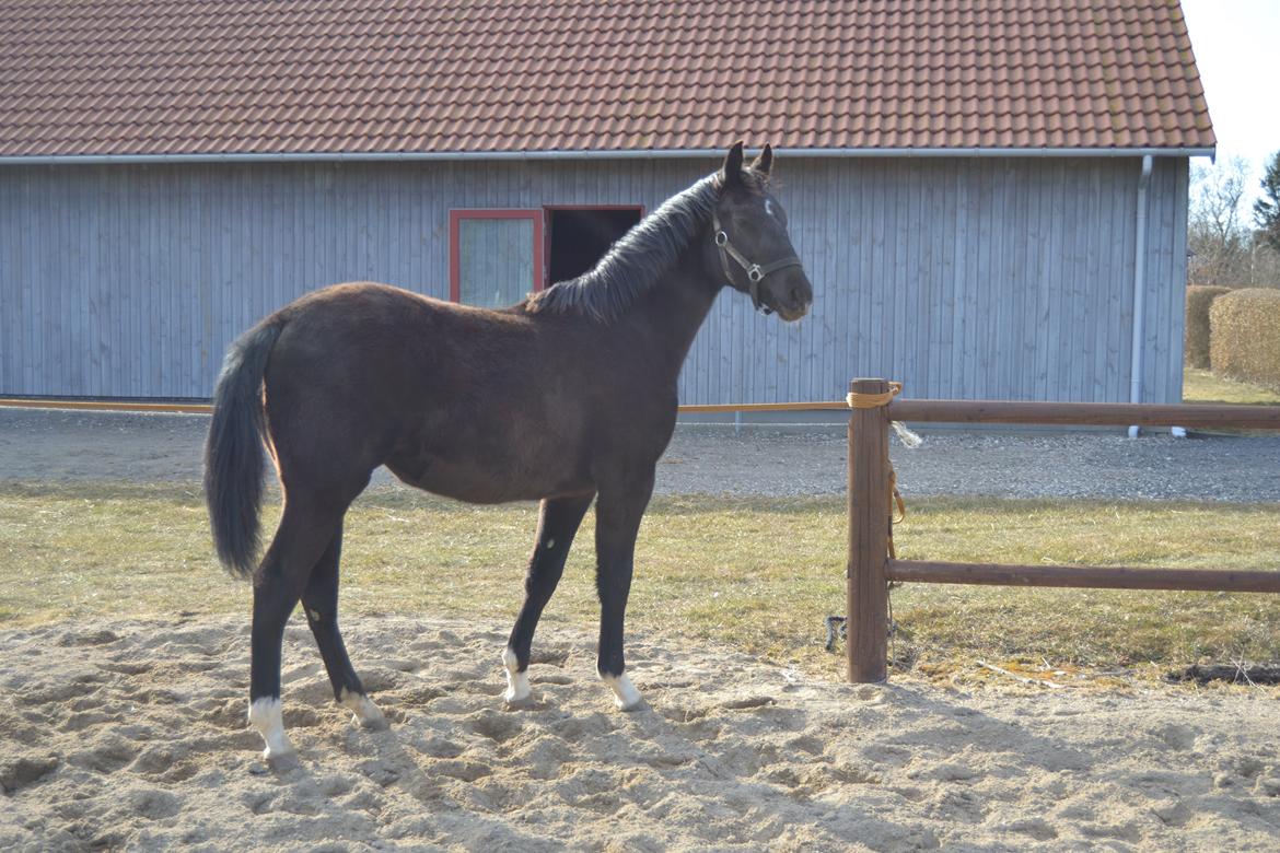 Frederiksborg BRAVA billede 3