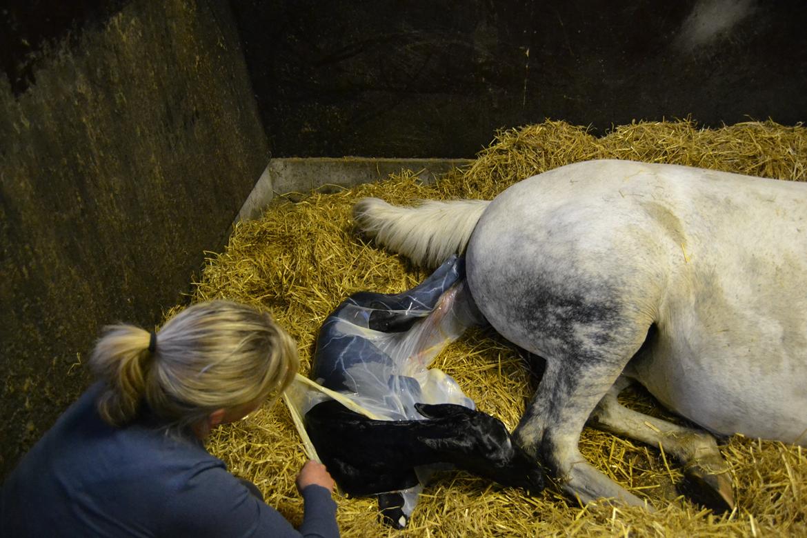 Frederiksborg BRAVA billede 4