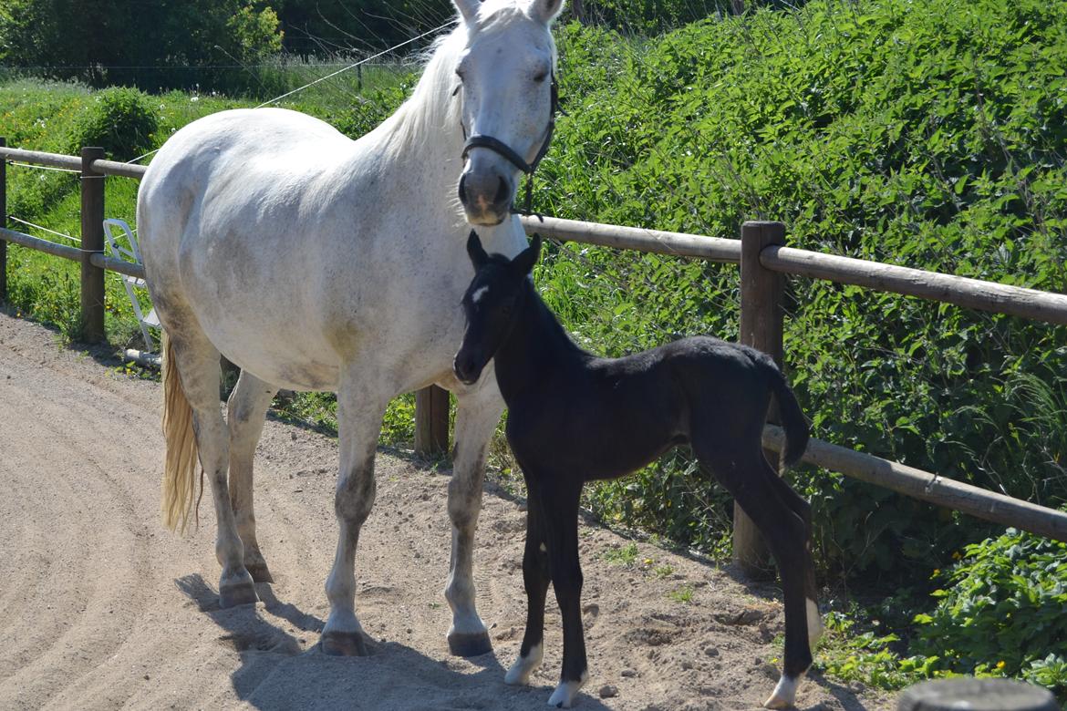 Frederiksborg BRAVA billede 5