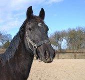 Frederiksborg BRAVA billede 6