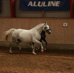 Frederiksborg BRAVA billede 7