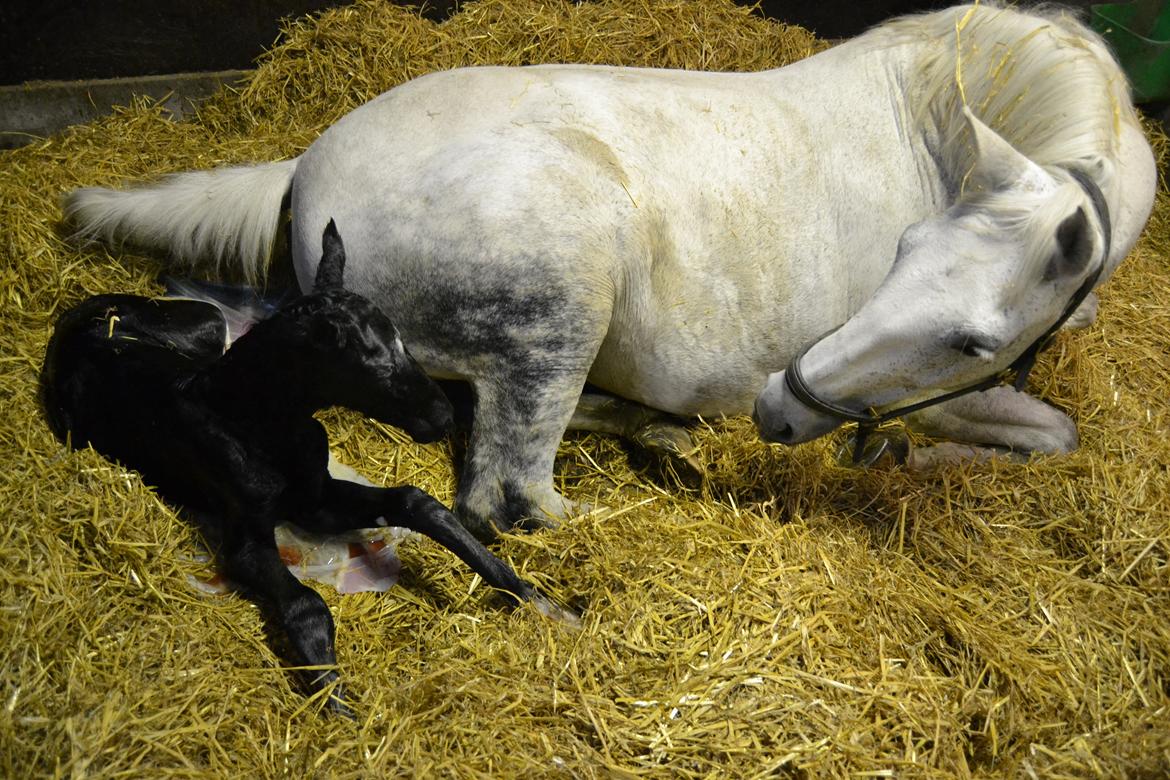 Frederiksborg BRAVA billede 8