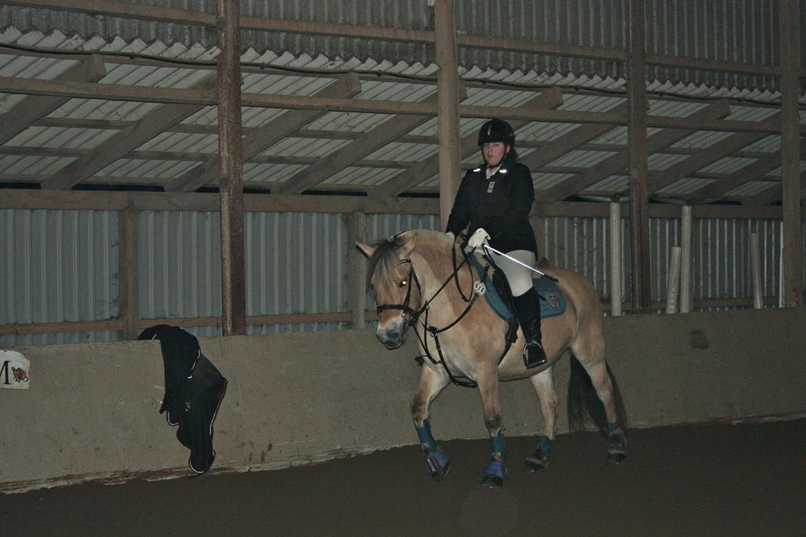 Fjordhest Hjorthøj´s Note - 15-12-13  stævne i spring. 
opvarmning billede 27