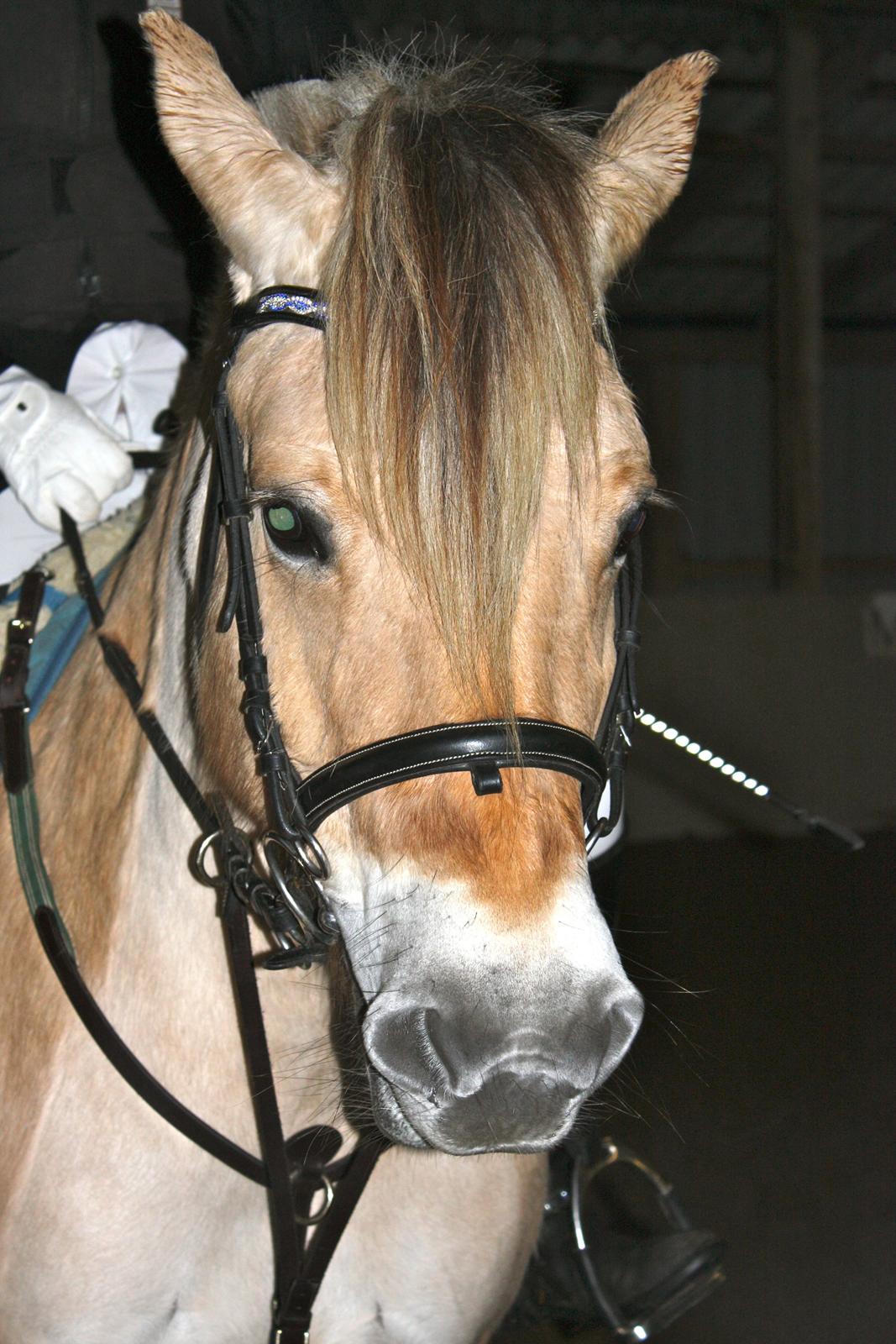 Fjordhest Hjorthøj´s Note billede 28