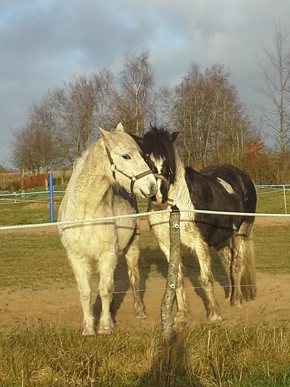 Islænder Glanni( Glans ) - Glanni og hans nye dame :) Den hvide er desværre aflivet:( billede 6