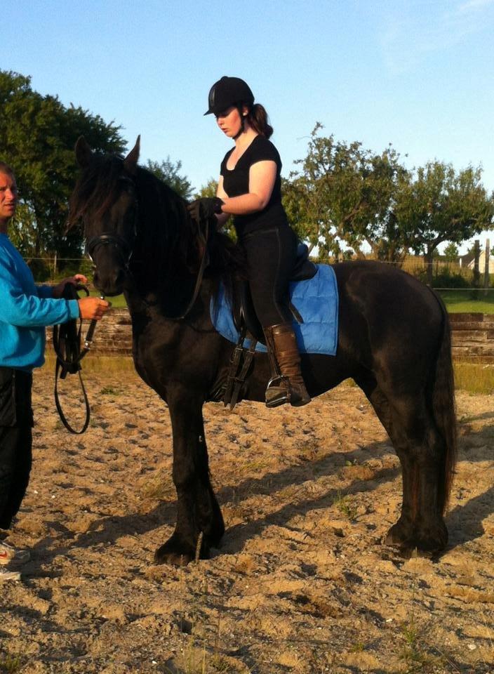 Frieser Elvis Af Nygaard - Første gang Elvis har rytter på ryggen. billede 6