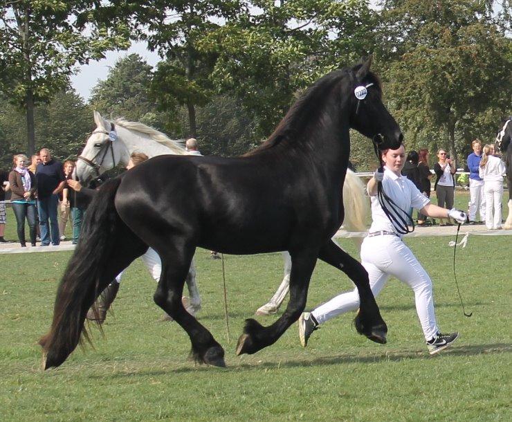 Frieser Elvis Af Nygaard billede 11