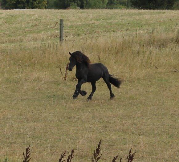 Frieser Elvis Af Nygaard - Sorte vild'bas :) billede 16