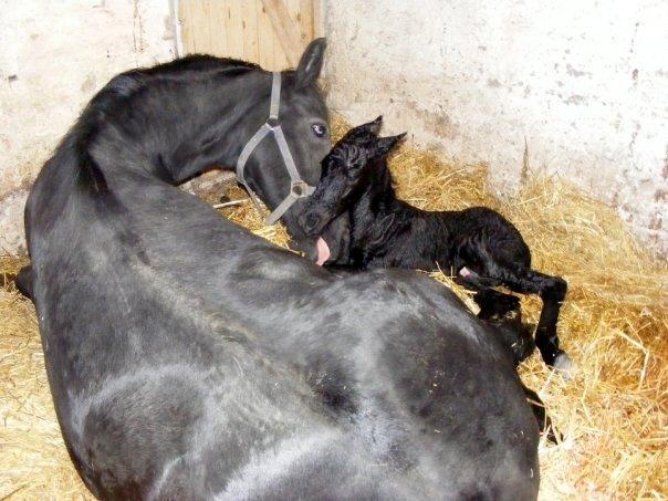 Frieser Elvis Af Nygaard - Elvis som helt ny sammen med mor :) billede 17