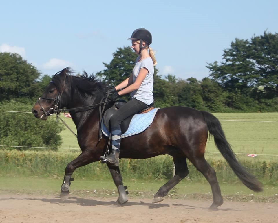 Dartmoor Charlie? (min part) billede 1