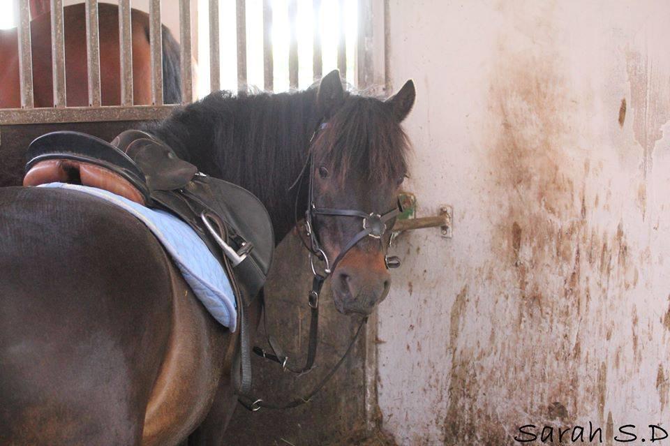 Dartmoor Charlie? (min part) billede 4