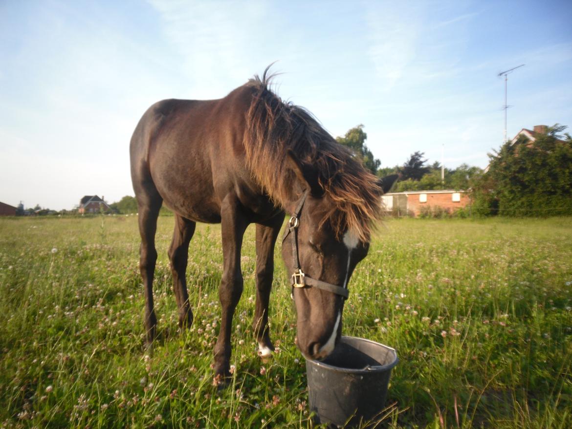 Anden særlig race Al Capone billede 3