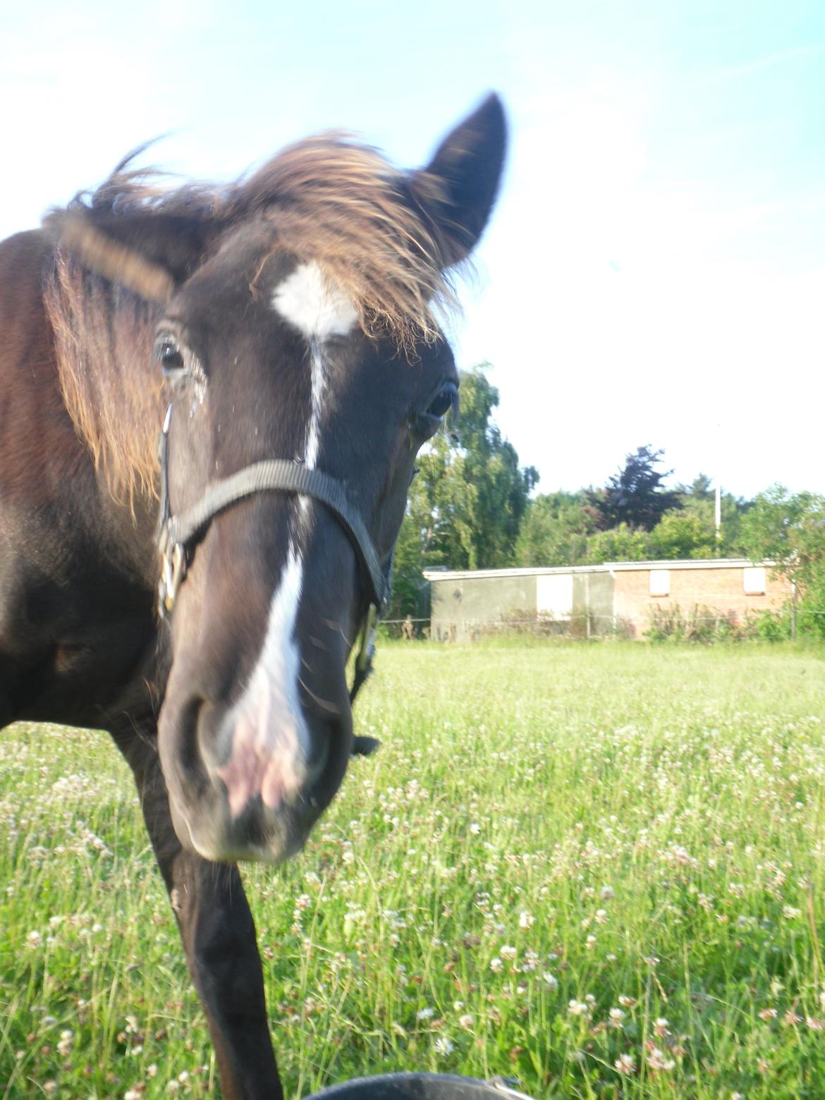 Anden særlig race Al Capone - "har du godbider med mor ??" billede 4