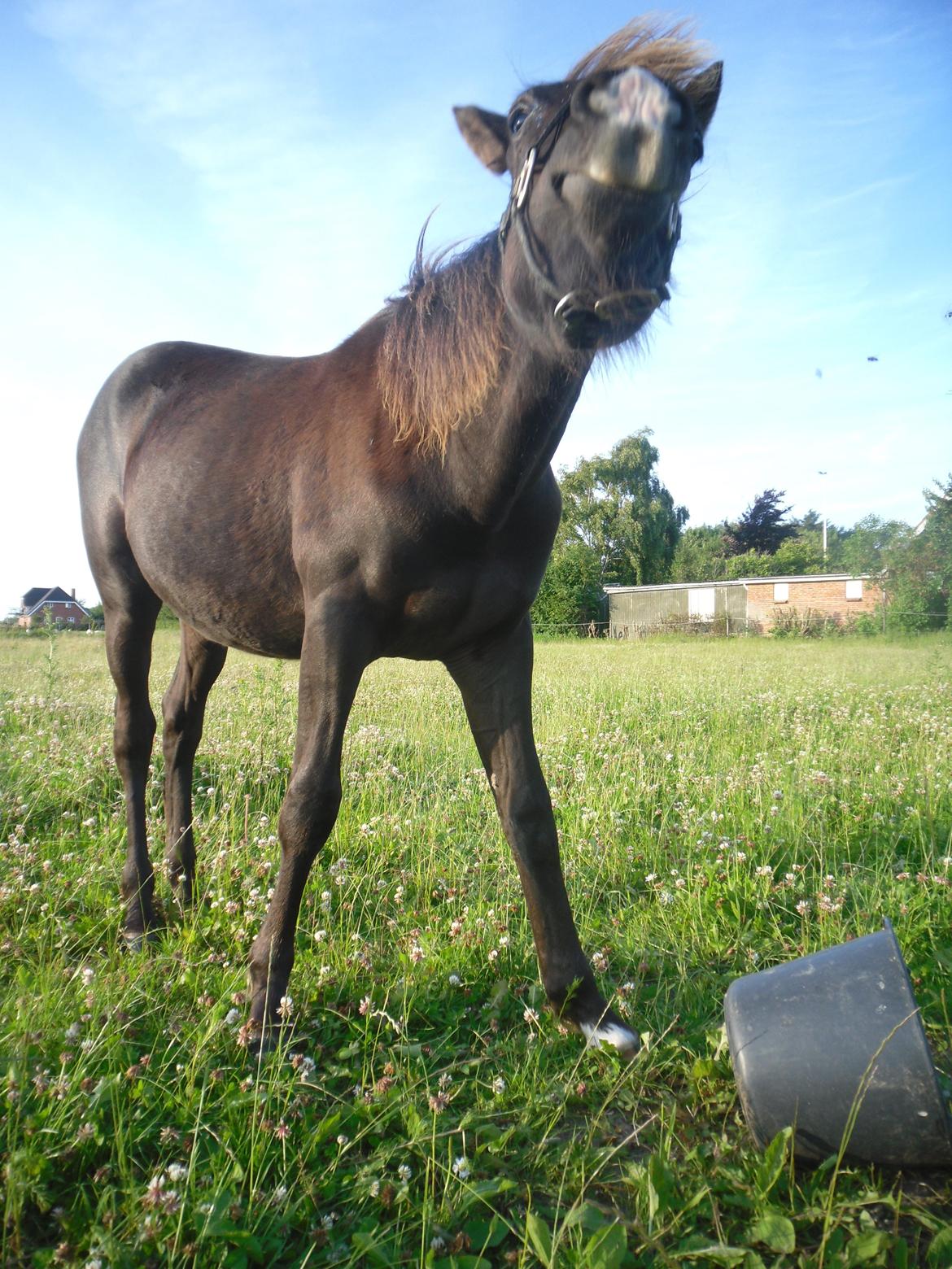 Anden særlig race Al Capone - .... jeg kan dufte dem.... hvor er de de damer ?? :-D billede 5