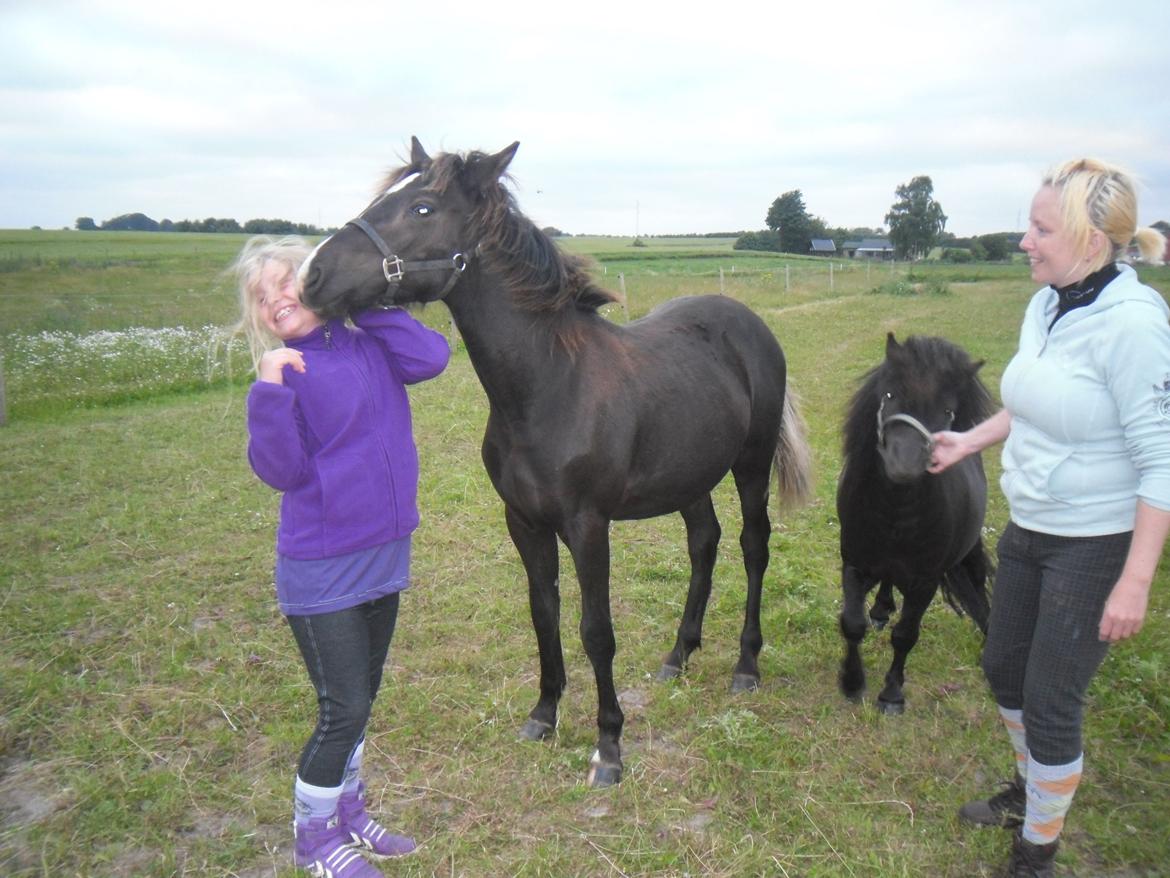 Anden særlig race Al Capone - Deler gerne kysser ud. billede 7