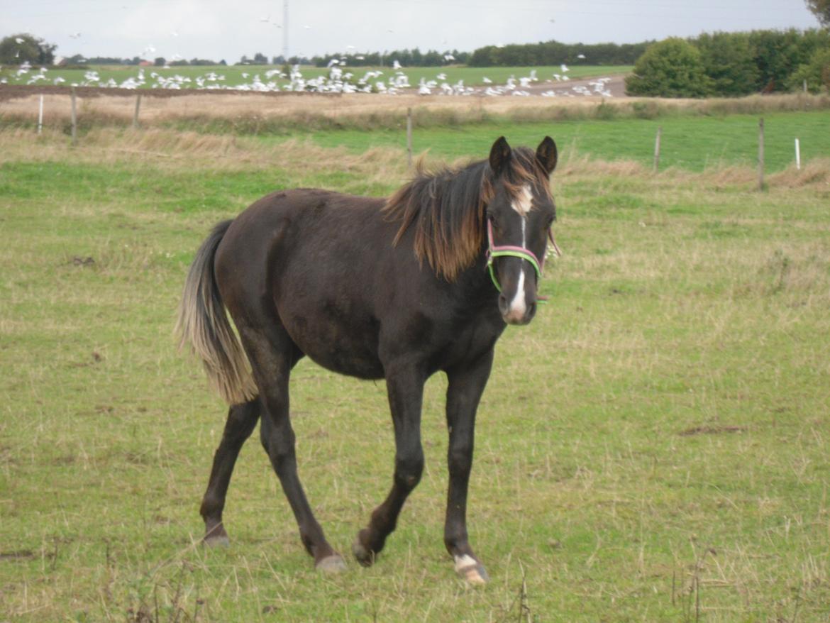 Anden særlig race Al Capone - Dejlige capone. billede 2