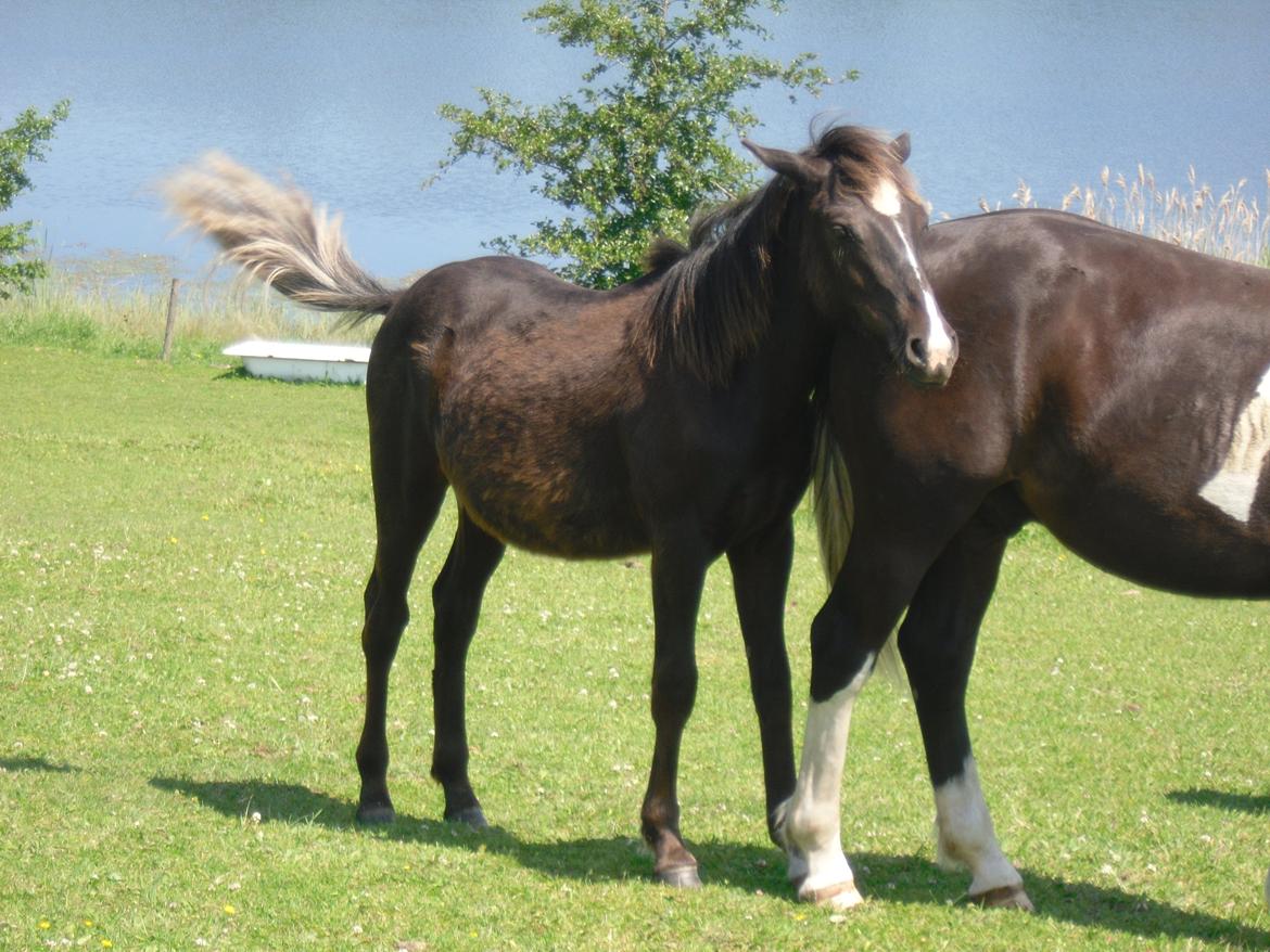 Anden særlig race Al Capone - Første besøg....i farsø. Kunne ikke andet end falde for ham!! billede 9