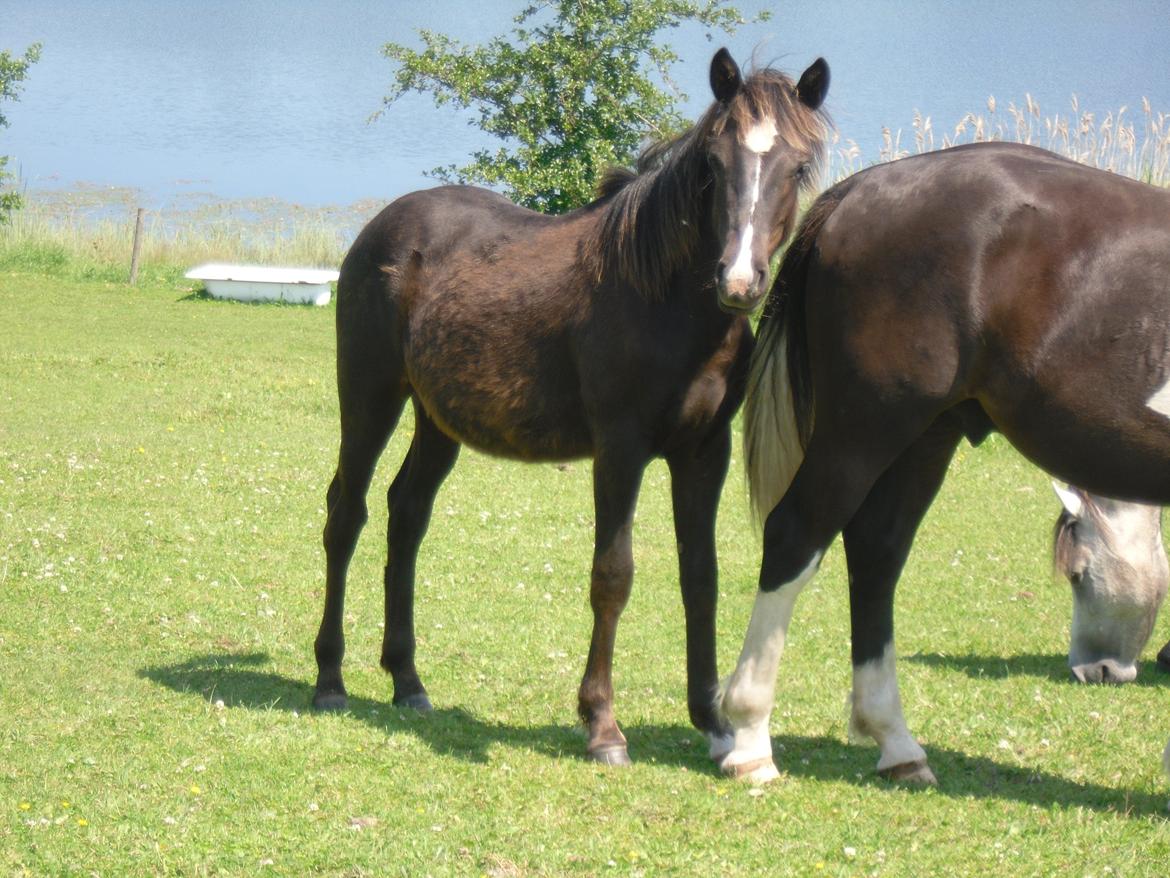 Anden særlig race Al Capone billede 10