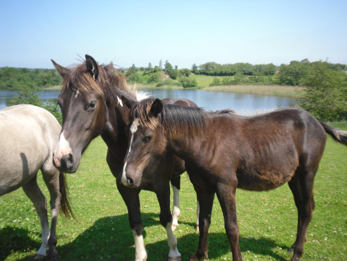 Anden særlig race Al Capone billede 11