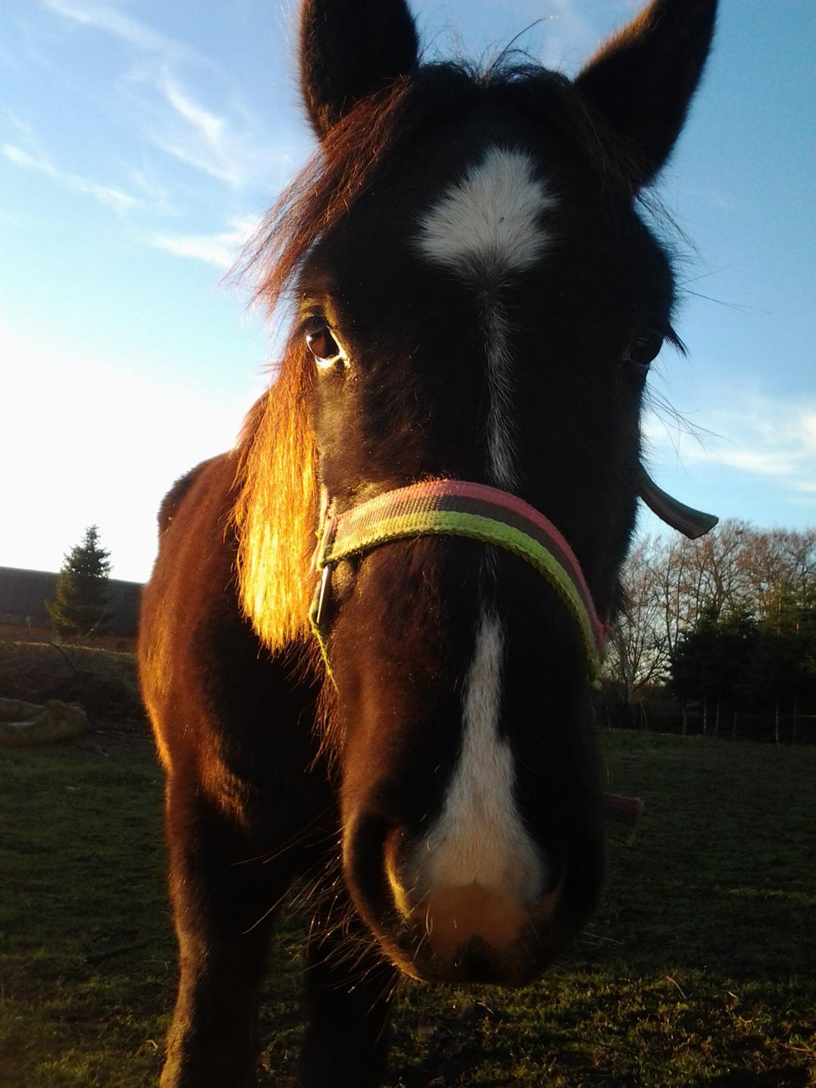 Anden særlig race Al Capone - Elsker dig mor.... giver du en gulerod ?? billede 1