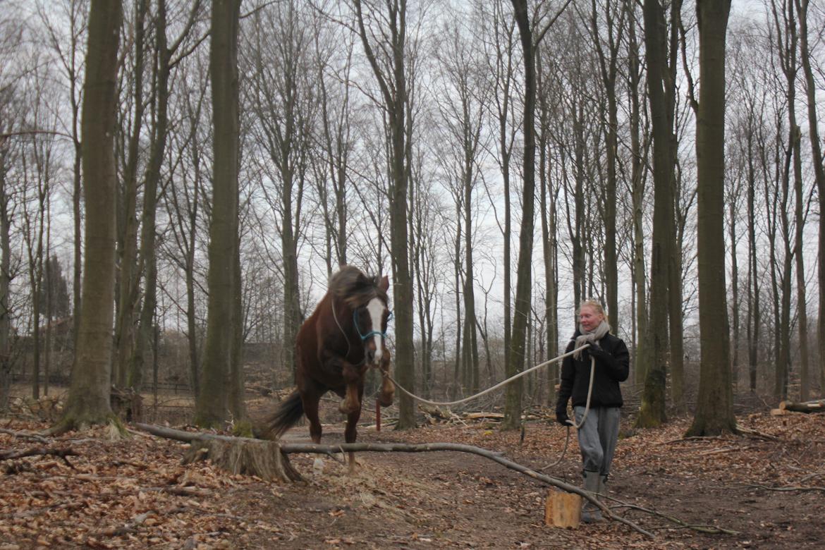 New Forest Luna Aflivet d. 05.02.14 - Spring i skoven d. 20 april 2013 billede 25