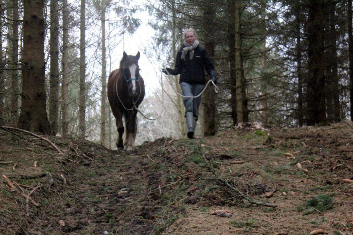 New Forest Luna Aflivet d. 05.02.14 - Tur i skoven d. 20 april 2013 billede 28