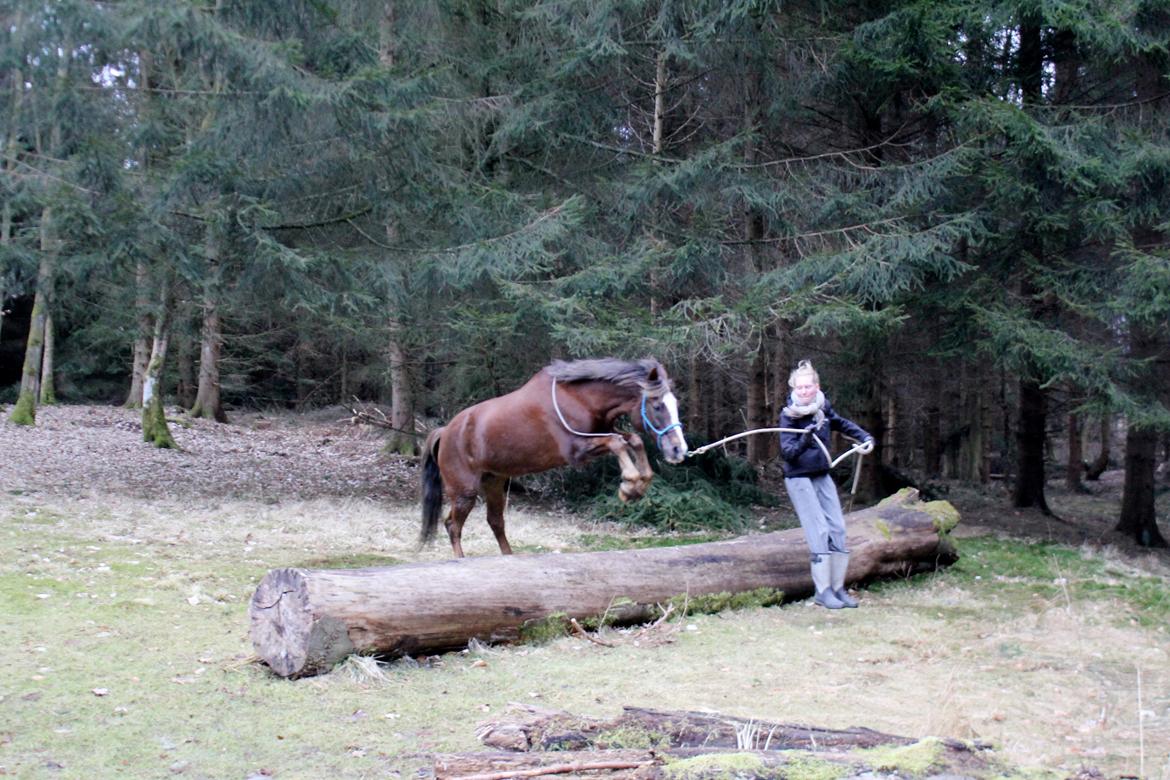 New Forest Luna Aflivet d. 05.02.14 - Tur i skoven d. 20 april 2013 billede 29